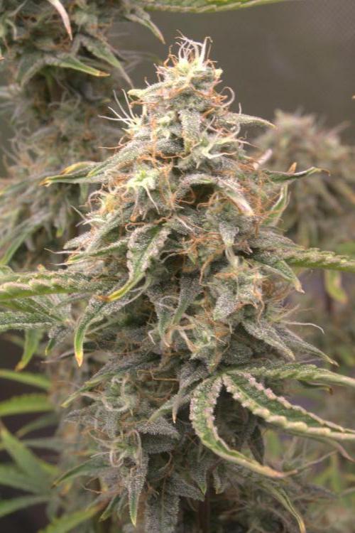 Blue Bourbon Smash Auto Aeque Genetics. Week 10 - Day 70