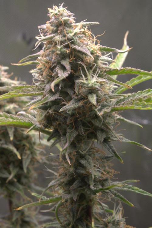 Blue Bourbon Smash Auto Aeque Genetics. Week 10