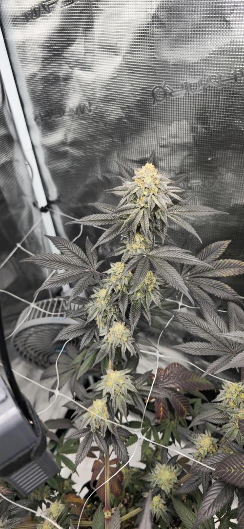 Cherry Poppers 🍒🍋. Week 10