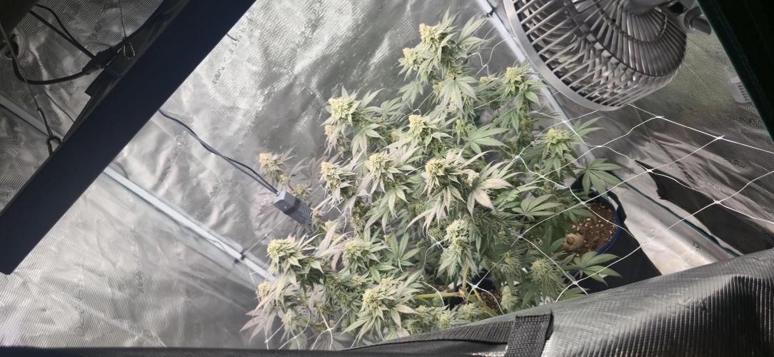 Cherry Poppers 🍒🍋. Week 10