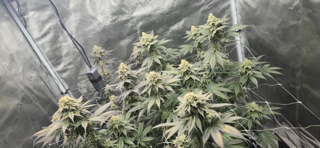 Cherry Poppers 🍒🍋. Week 10