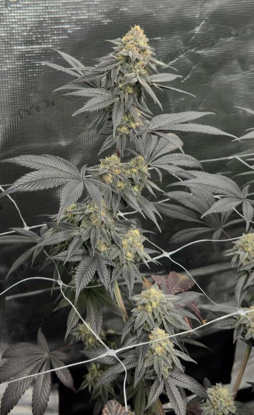 Cherry Poppers 🍒🍋. Week 11