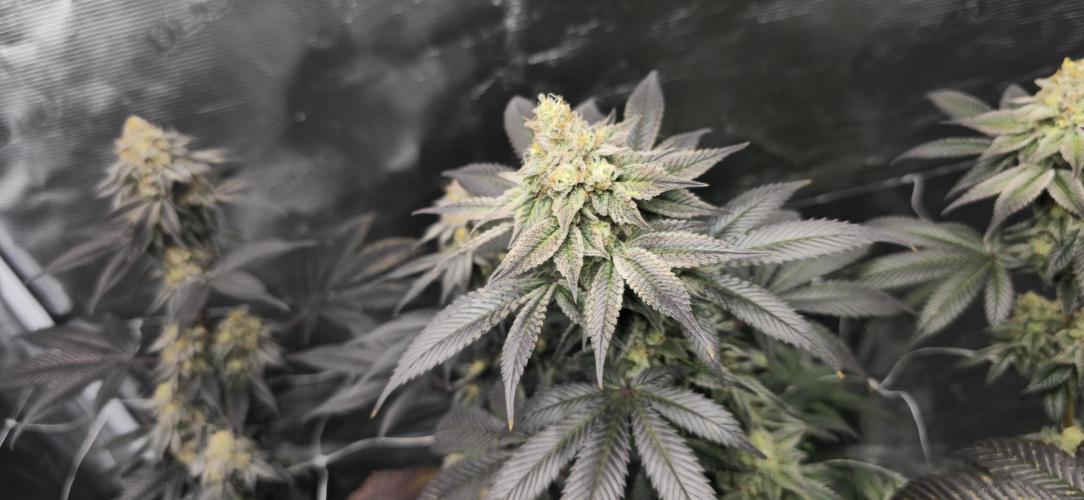 Cherry Poppers 🍒🍋. Week 11