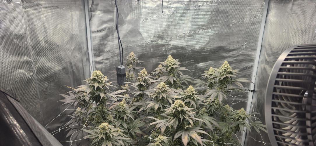 Cherry Poppers 🍒🍋. Week 11