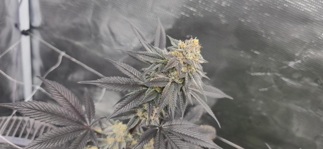 Cherry Poppers 🍒🍋. Week 11