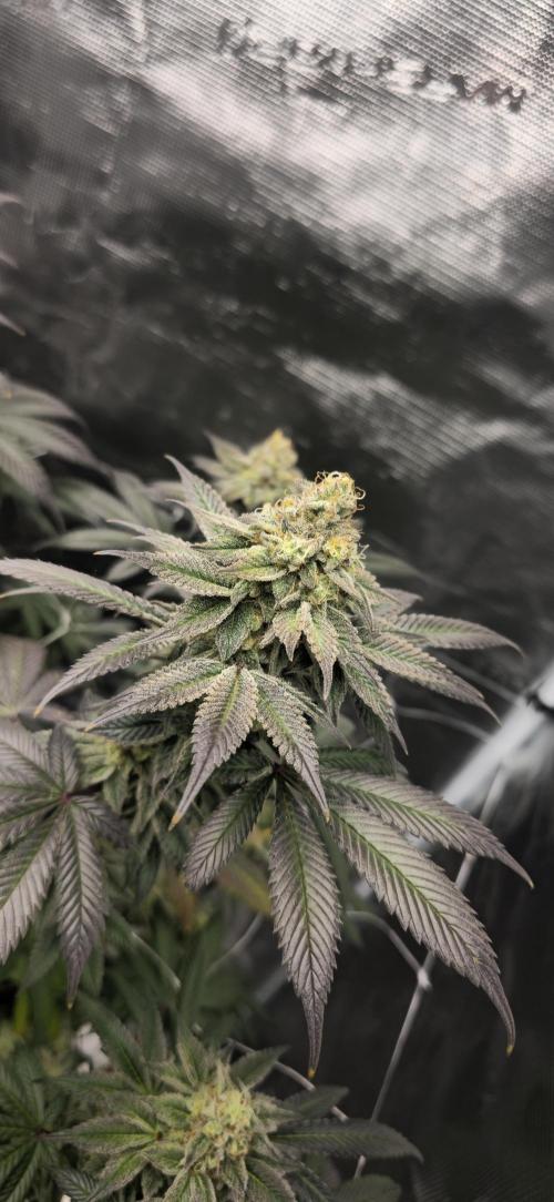 Cherry Poppers 🍒🍋. Week 11