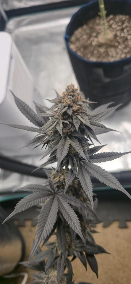 Cherry Poppers 🍒🍋. Week 16