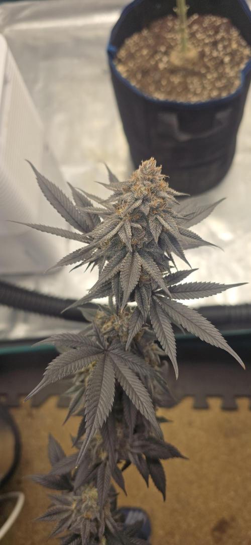 Cherry Poppers 🍒🍋. Week 16