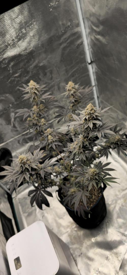 Cherry Poppers 🍒🍋. Week 16