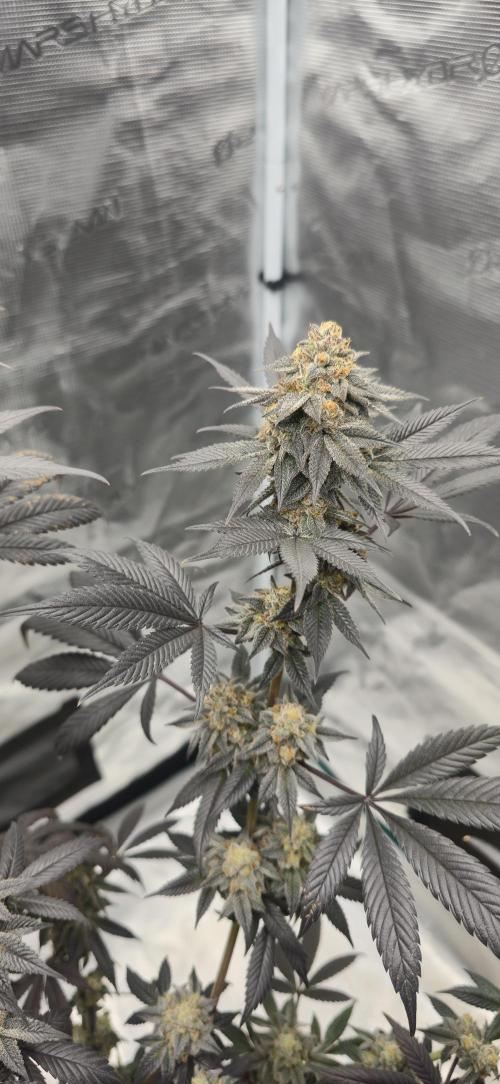 Cherry Poppers 🍒🍋. Week 16