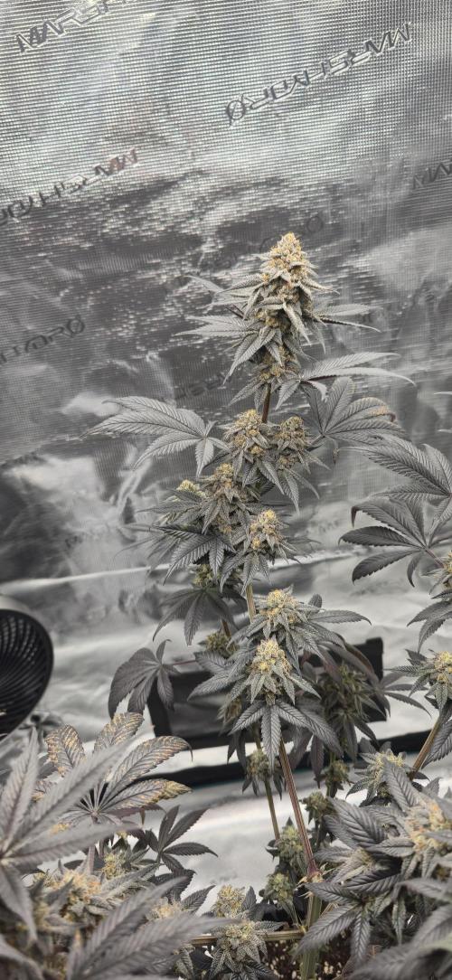 Cherry Poppers 🍒🍋. Week 16