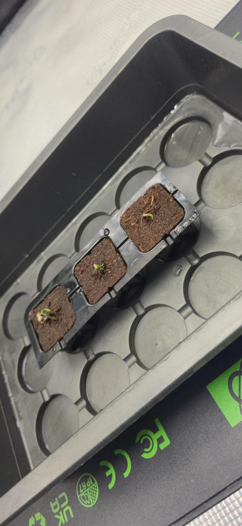 Grandiflora Guava. Week 0