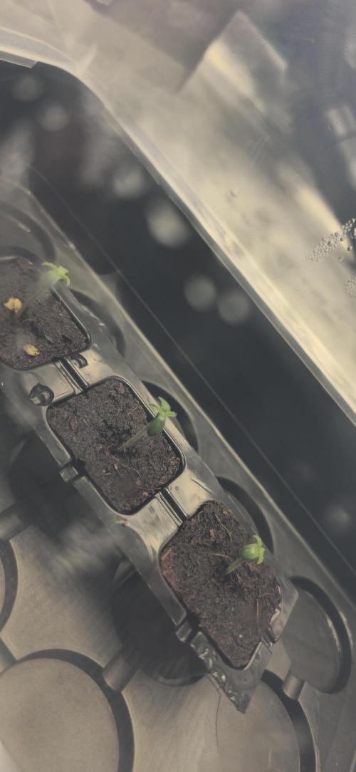 Grandiflora Guava. Week 0