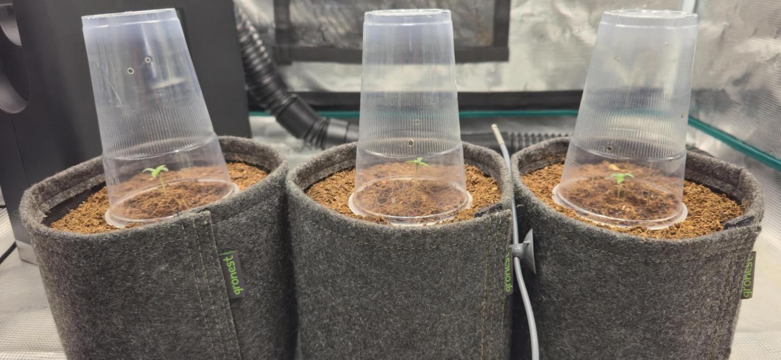 Grandiflora Guava. Week 1