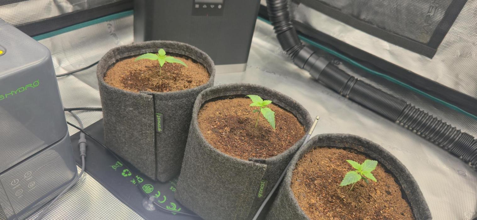 Grandiflora Guava. Week 2