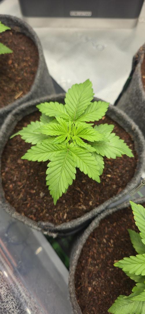 Grandiflora Guava. Week 3