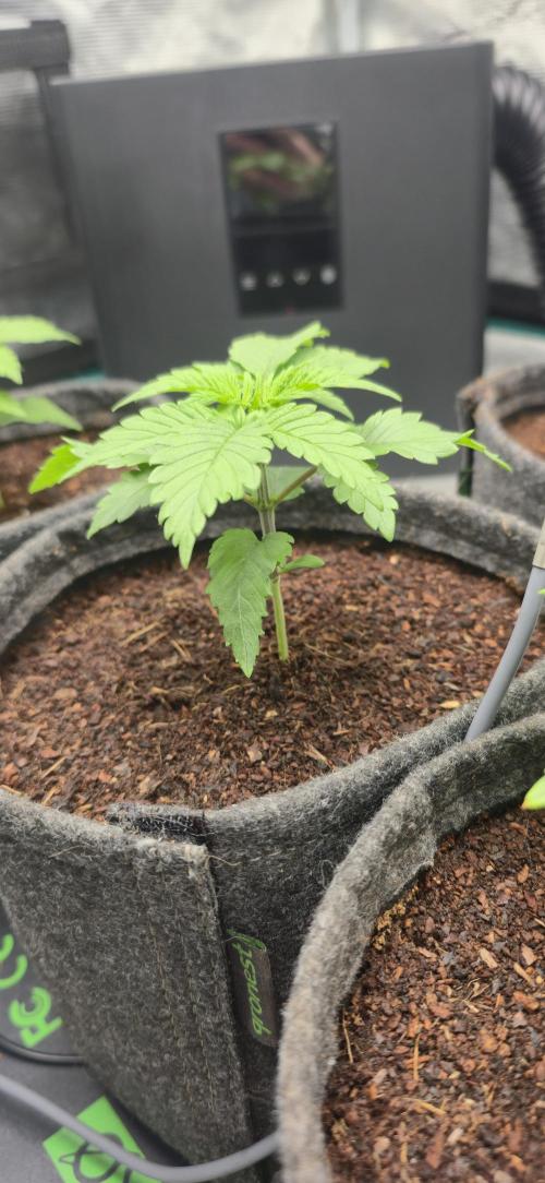 Grandiflora Guava. Week 3