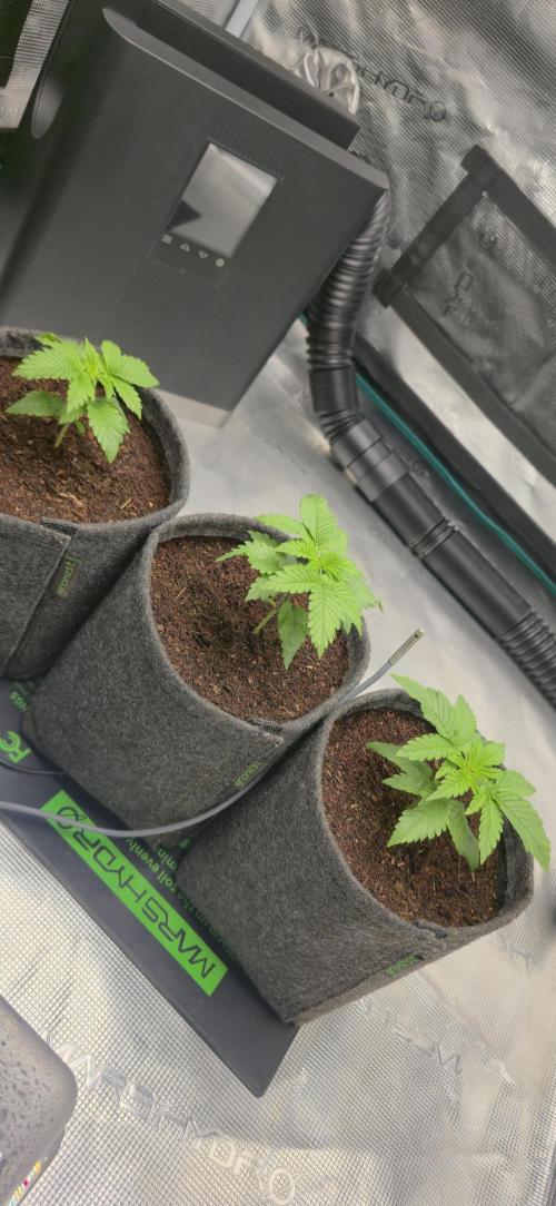 Grandiflora Guava. Week 3