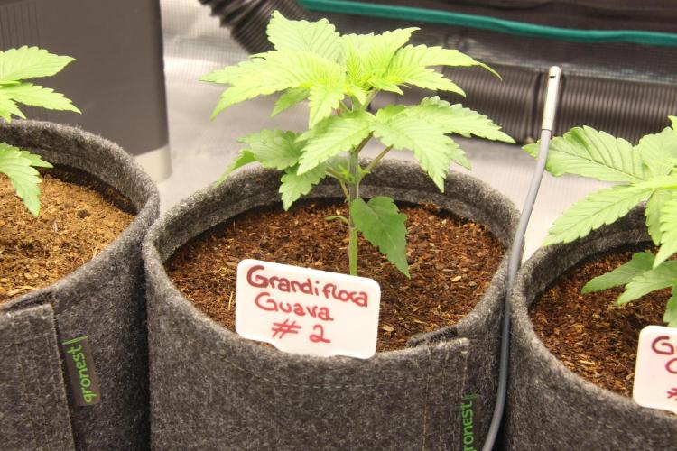 Grandiflora Guava. Week 4