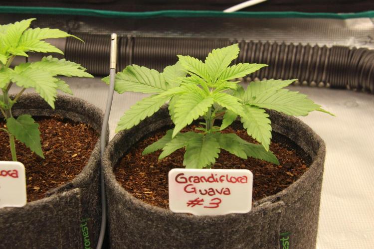 Grandiflora Guava. Week 4