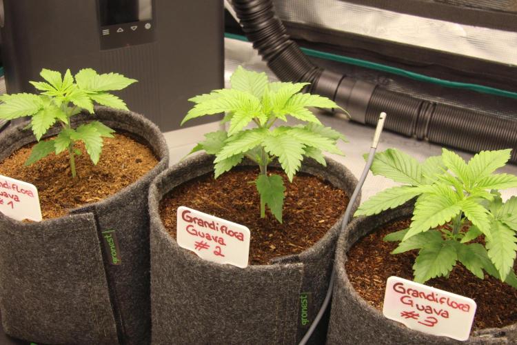 Grandiflora Guava. Week 4