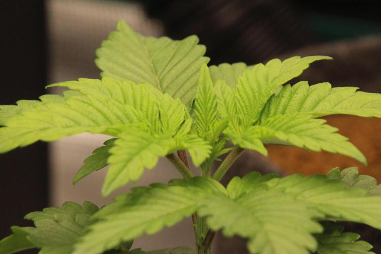 Grandiflora Guava. Week 4