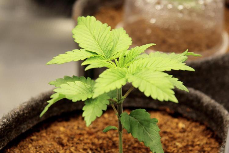 Grandiflora Guava. Week 4