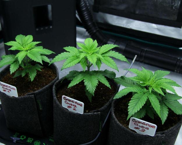 Grandiflora Guava. Week 4