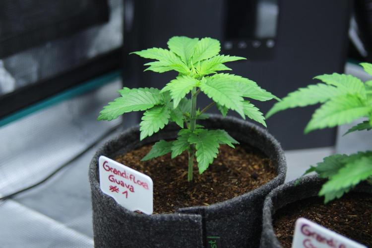 Grandiflora Guava. Week 4