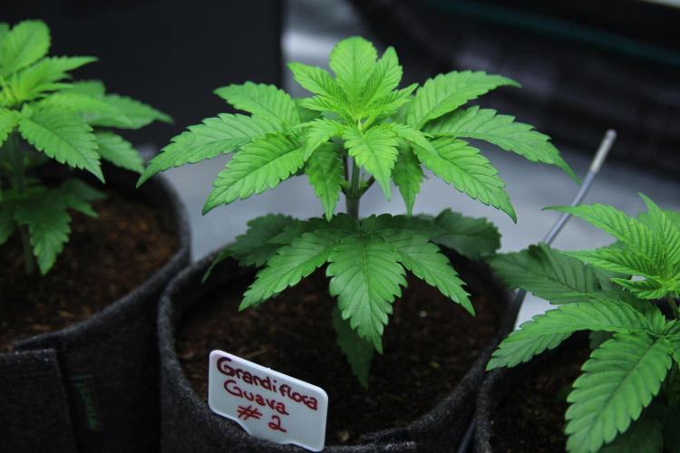 Grandiflora Guava. Week 4