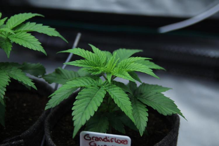 Grandiflora Guava. Week 4