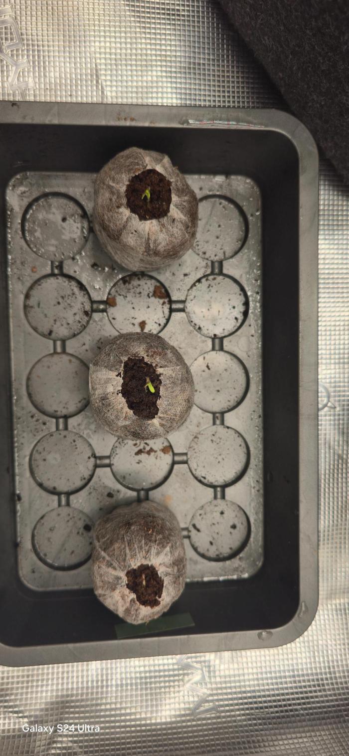 Cherry Poppers 🍒🍋. Week 0