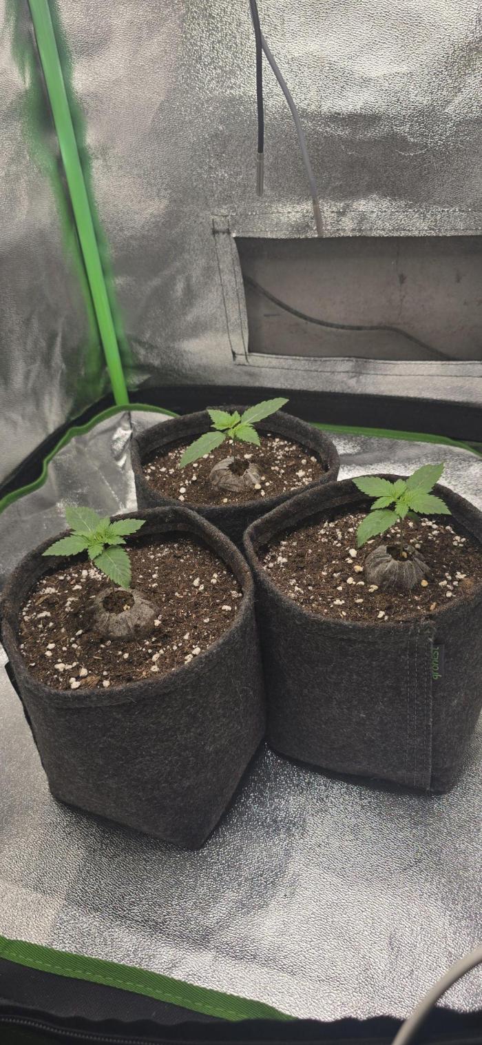 Cherry Poppers 🍒🍋. Week 2