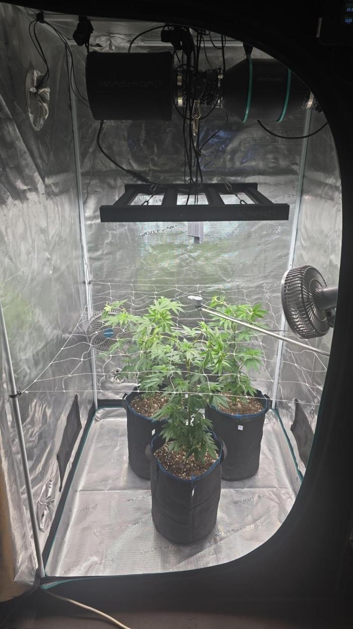 Cherry Poppers 🍒🍋. Week 1