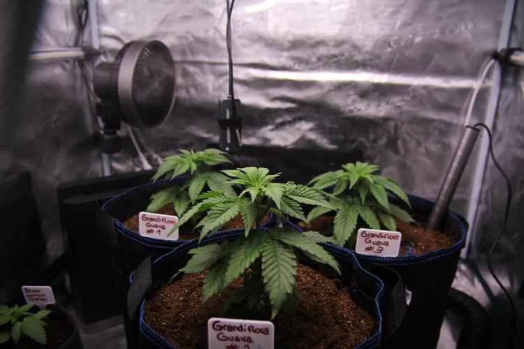 Grandiflora Guava. Week 5