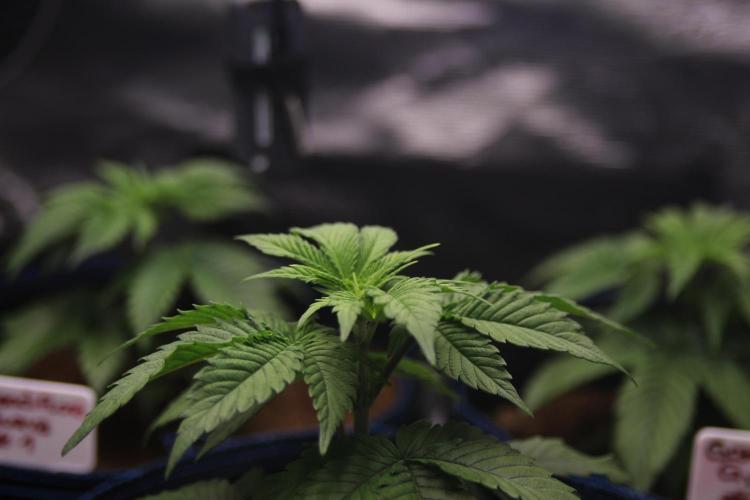 Grandiflora Guava. Week 5