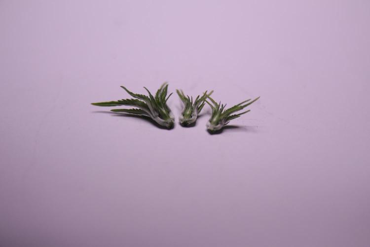 Grandiflora Guava. Week 5