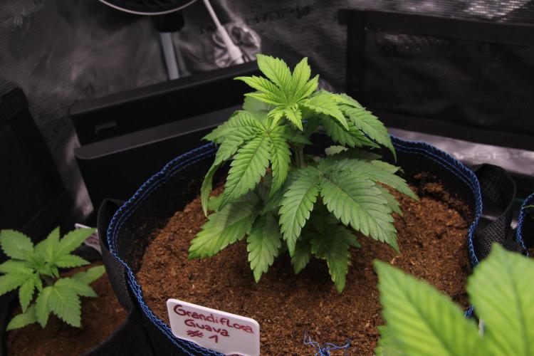 Grandiflora Guava. Week 6