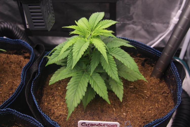 Grandiflora Guava. Week 6