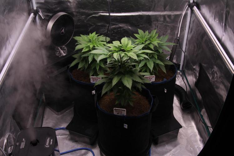 Grandiflora Guava. Week 7