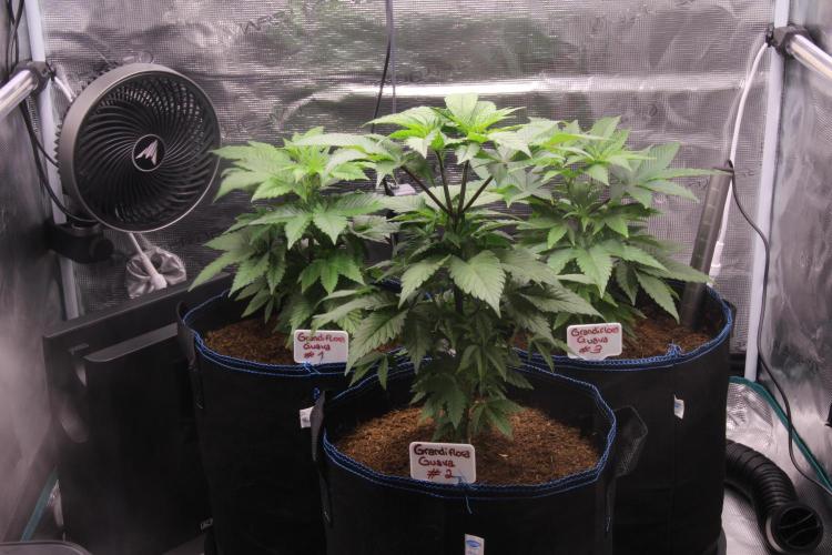 Grandiflora Guava. Week 7