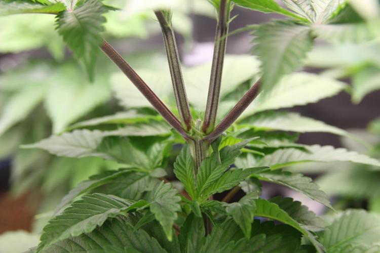 Grandiflora Guava. Week 7