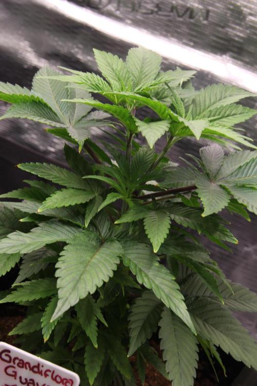 Grandiflora Guava. Week 7