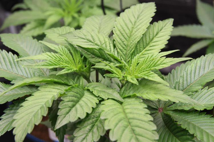 Grandiflora Guava. Week 7