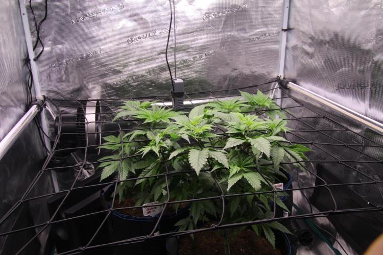 Grandiflora Guava. Week 8