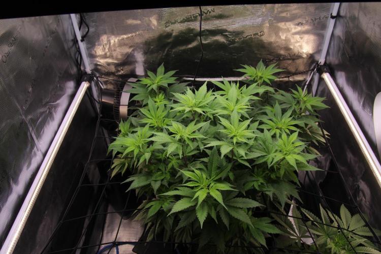 Grandiflora Guava. Week 9