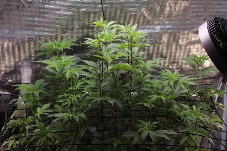 Grandiflora Guava. Week 10