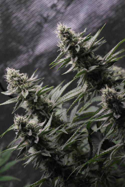 Grandiflora Guava. Week 16
