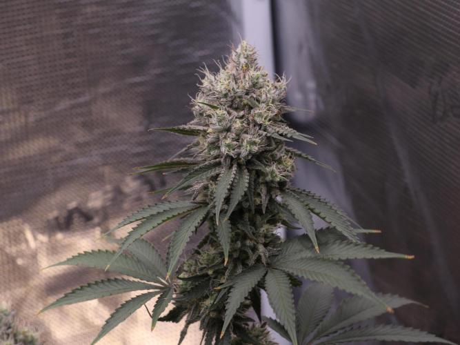 Grandiflora Guava. Week 18