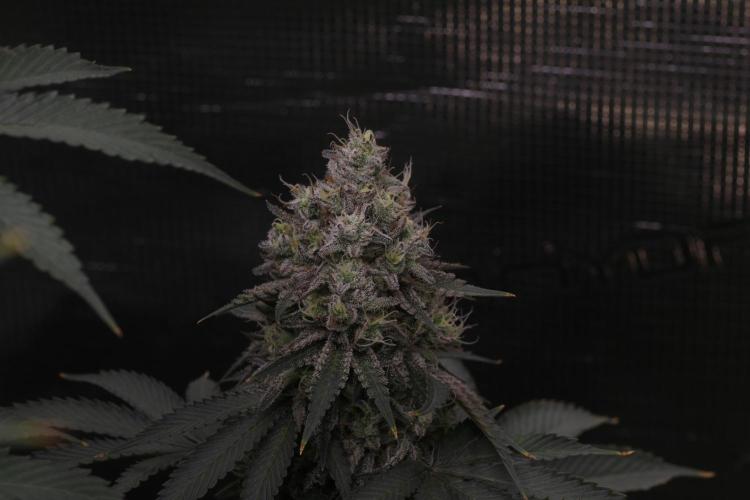 Grandiflora Guava. Week 18